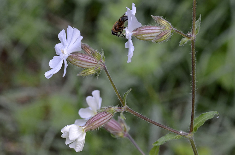 Silene latifolia (=Silene alba) / Silene bianca